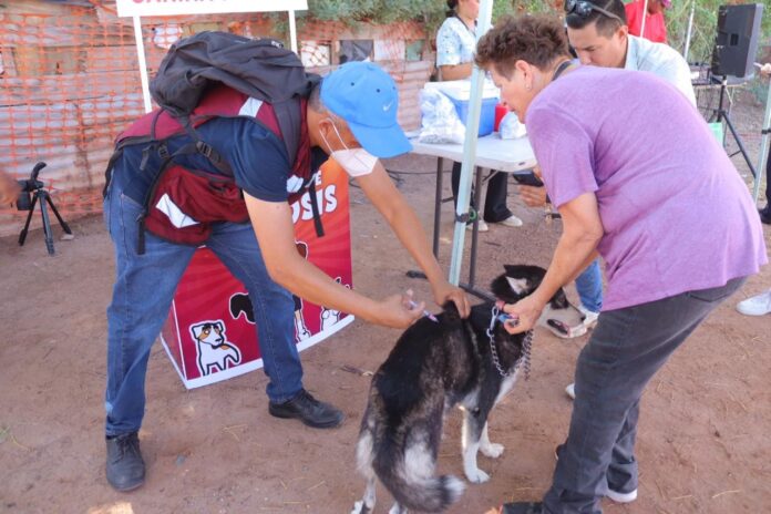 CON ÉXITO DIO INICIO EN CAJEME LA JORNADA DE SALUD CANINA Y FELINA